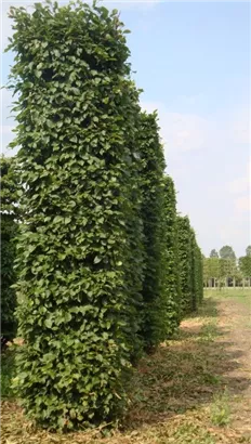 Hainbuche,Weißbuche - Carpinus betulus - Formgehölze