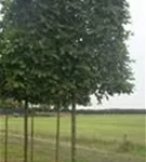 Hainbuche,Weißbuche - Carpinus betulus - Formgehölze