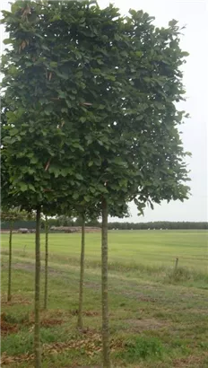 Hainbuche,Weißbuche - Carpinus betulus - Formgehölze
