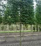 Hainbuche,Weißbuche - Carpinus betulus - Formgehölze