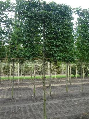 Hainbuche,Weißbuche - Carpinus betulus - Formgehölze