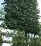 Hainbuche,Weißbuche - Carpinus betulus - Formgehölze