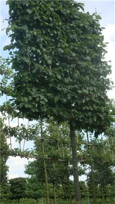 Hainbuche,Weißbuche - Carpinus betulus - Formgehölze