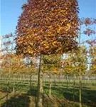 Hainbuche,Weißbuche - Carpinus betulus - Formgehölze