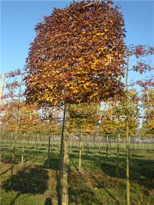 Hainbuche,Weißbuche - Carpinus betulus - Formgehölze