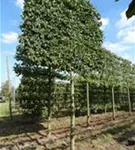 Hainbuche,Weißbuche - Carpinus betulus - Formgehölze