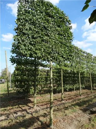 Hainbuche,Weißbuche - Carpinus betulus - Formgehölze