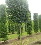 Hainbuche,Weißbuche - Carpinus betulus - Formgehölze