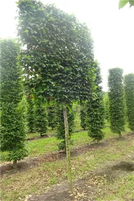 Hainbuche,Weißbuche - Carpinus betulus - Formgehölze