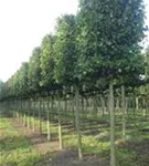 Hainbuche,Weißbuche - Carpinus betulus - Formgehölze