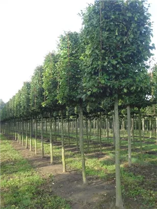 Hainbuche,Weißbuche - Carpinus betulus - Formgehölze