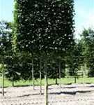 Hainbuche,Weißbuche - Carpinus betulus - Formgehölze