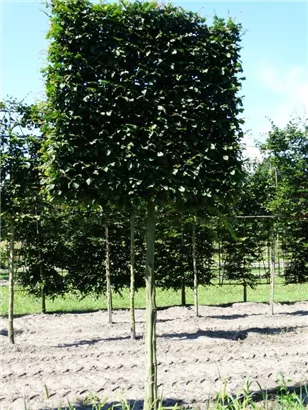 Hainbuche,Weißbuche - Carpinus betulus - Formgehölze