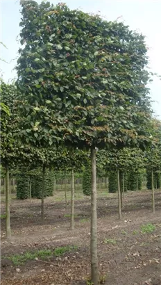 Hainbuche,Weißbuche - Carpinus betulus - Formgehölze