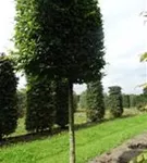 Hainbuche,Weißbuche - Carpinus betulus - Formgehölze