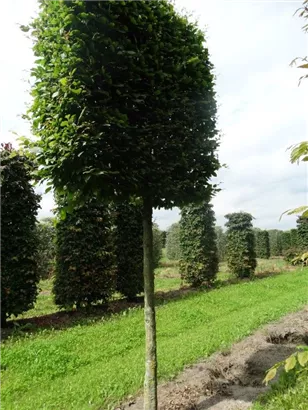 Hainbuche,Weißbuche - Carpinus betulus - Formgehölze