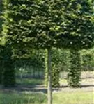 Hainbuche,Weißbuche - Carpinus betulus - Formgehölze