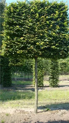 Hainbuche,Weißbuche - Carpinus betulus - Formgehölze