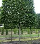 Hainbuche,Weißbuche - Carpinus betulus - Formgehölze