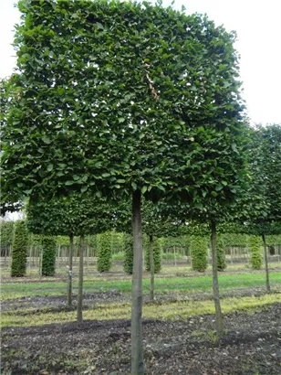 Hainbuche,Weißbuche - Carpinus betulus - Formgehölze
