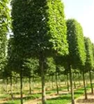 Hainbuche,Weißbuche - Carpinus betulus - Formgehölze