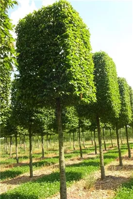 Hainbuche,Weißbuche - Carpinus betulus - Formgehölze