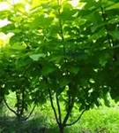 Reichfruchtender Trompetenbaum 'Aurea' - Catalpa bignonioides 'Aurea' - Formgehölze