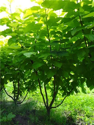 Reichfruchtender Trompetenbaum 'Aurea' - Catalpa bignonioides 'Aurea' - Formgehölze