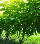 Reichfruchtender Trompetenbaum 'Aurea' - Catalpa bignonioides 'Aurea' - Formgehölze