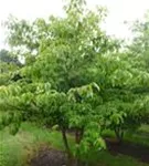 Hoher Etagen-Hartriegel - Cornus controversa - Formgehölze