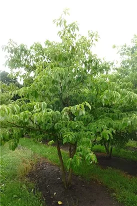 Hoher Etagen-Hartriegel - Cornus controversa - Formgehölze