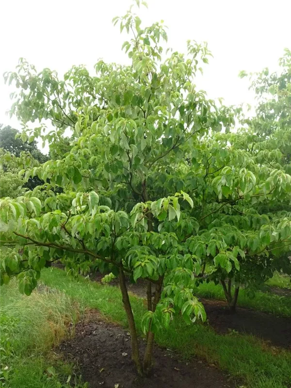 Hoher Etagen-Hartriegel - Cornus controversa - Formgehölze