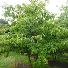 Cornus controversa - Formgehölze, mDb mehrstämmig 250- 300