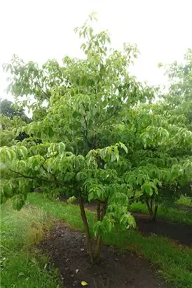 Hoher Etagen-Hartriegel - Cornus controversa - Formgehölze