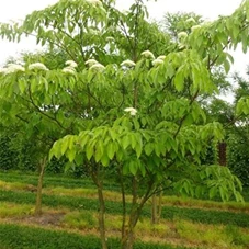 Cornus controversa - Formgehölze, mDb mehrstämmig 300- 350 Cornus controversa - Formgehölze, mDb mehrstämmig 300- 350