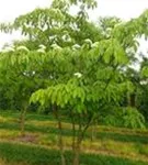 Hoher Etagen-Hartriegel - Cornus controversa - Formgehölze