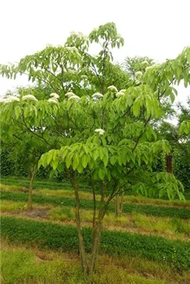 Hoher Etagen-Hartriegel - Cornus controversa - Formgehölze