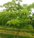 Hoher Etagen-Hartriegel - Cornus controversa - Formgehölze