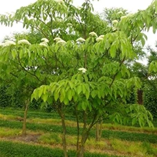 Cornus controversa - Formgehölze, mDb mehrstämmig 300- 350