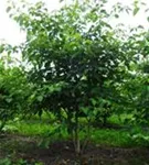 Hoher Etagen-Hartriegel - Cornus controversa - Formgehölze