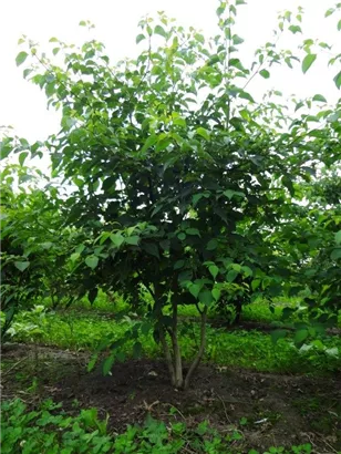 Hoher Etagen-Hartriegel - Cornus controversa - Formgehölze