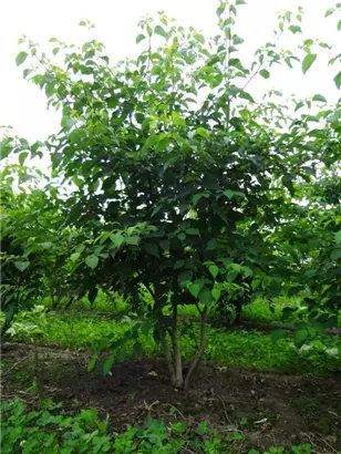 Hoher Etagen-Hartriegel - Cornus controversa - Formgehölze