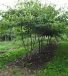 Hoher Etagen-Hartriegel - Cornus controversa - Formgehölze