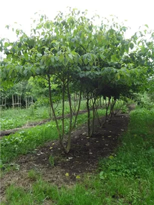 Hoher Etagen-Hartriegel - Cornus controversa - Formgehölze Hoher Etagen-Hartriegel - Cornus controversa - Formgehölze