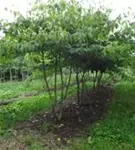 Hoher Etagen-Hartriegel - Cornus controversa - Formgehölze
