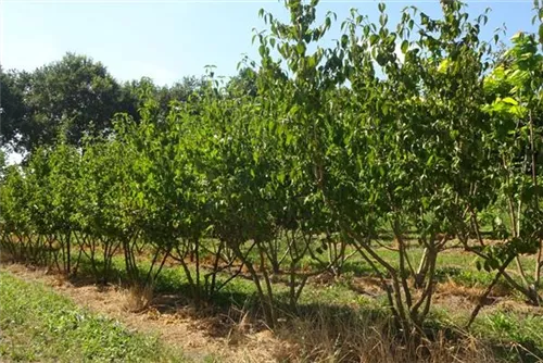 Kornelkirsche - Cornus mas - Formgehölze