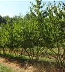 Kornelkirsche - Cornus mas - Formgehölze