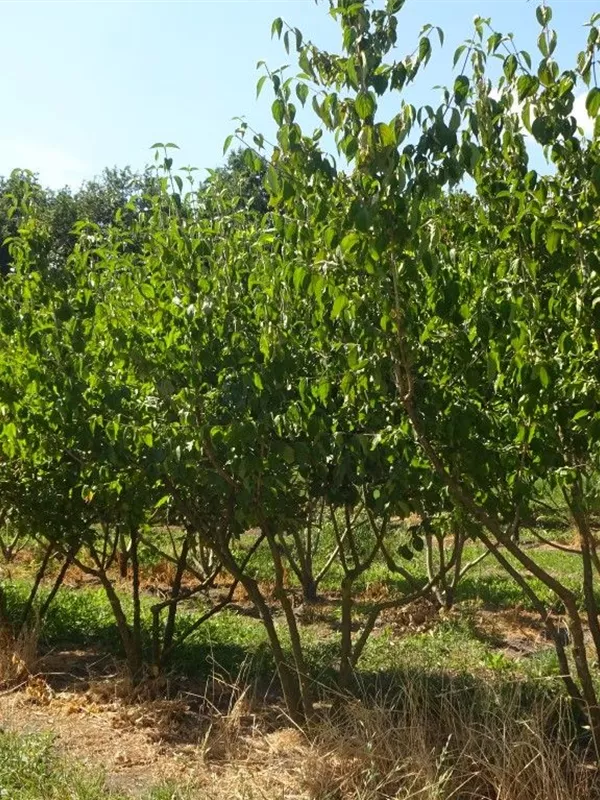 Kornelkirsche - Cornus mas - Formgehölze