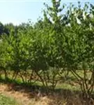 Kornelkirsche - Cornus mas - Formgehölze