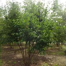 Cornus mas - Formgehölze, MDb mehrstämmig 300- 350